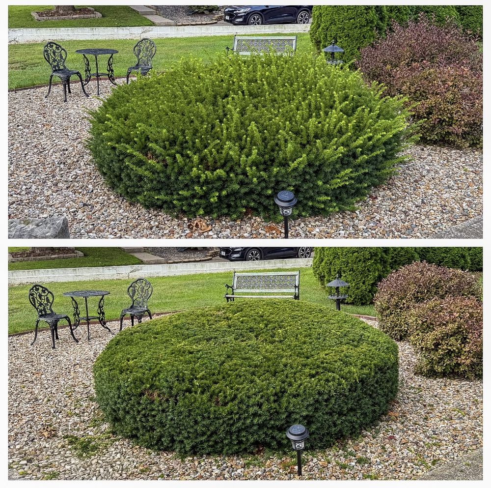 Before and after: round shrub trimmed into a clean dome shape