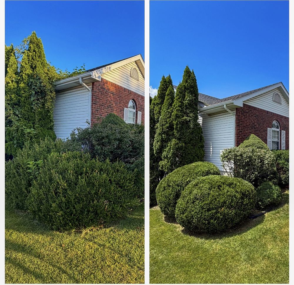 Before and after: overgrown arborvitae and shrubs trimmed neat